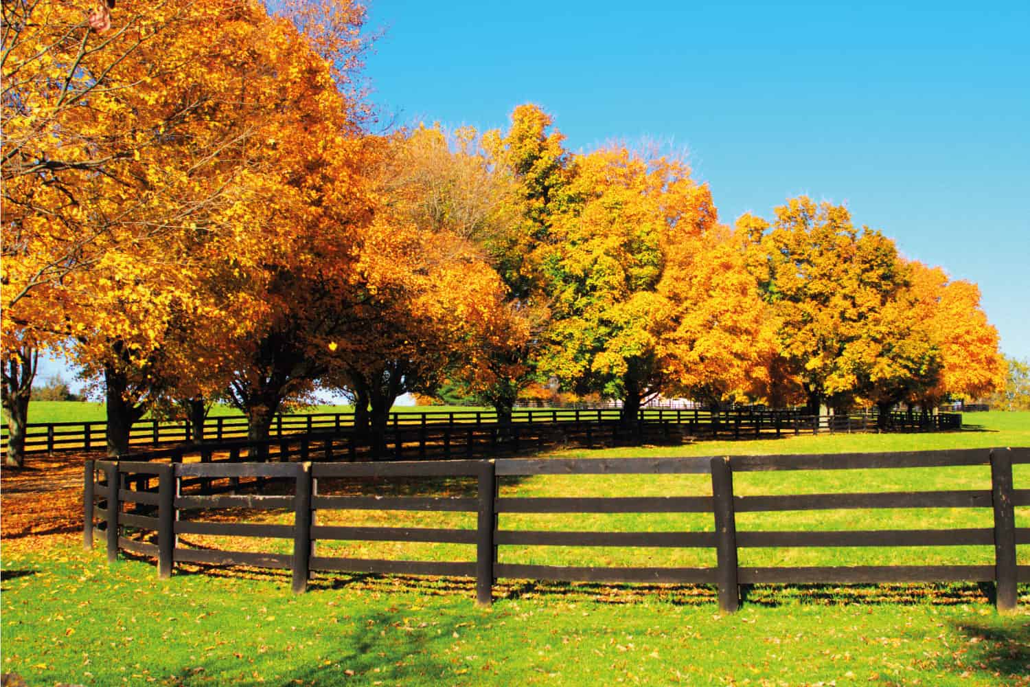 Beautiful colorful Autumn scene with split rail fence and Fall colors