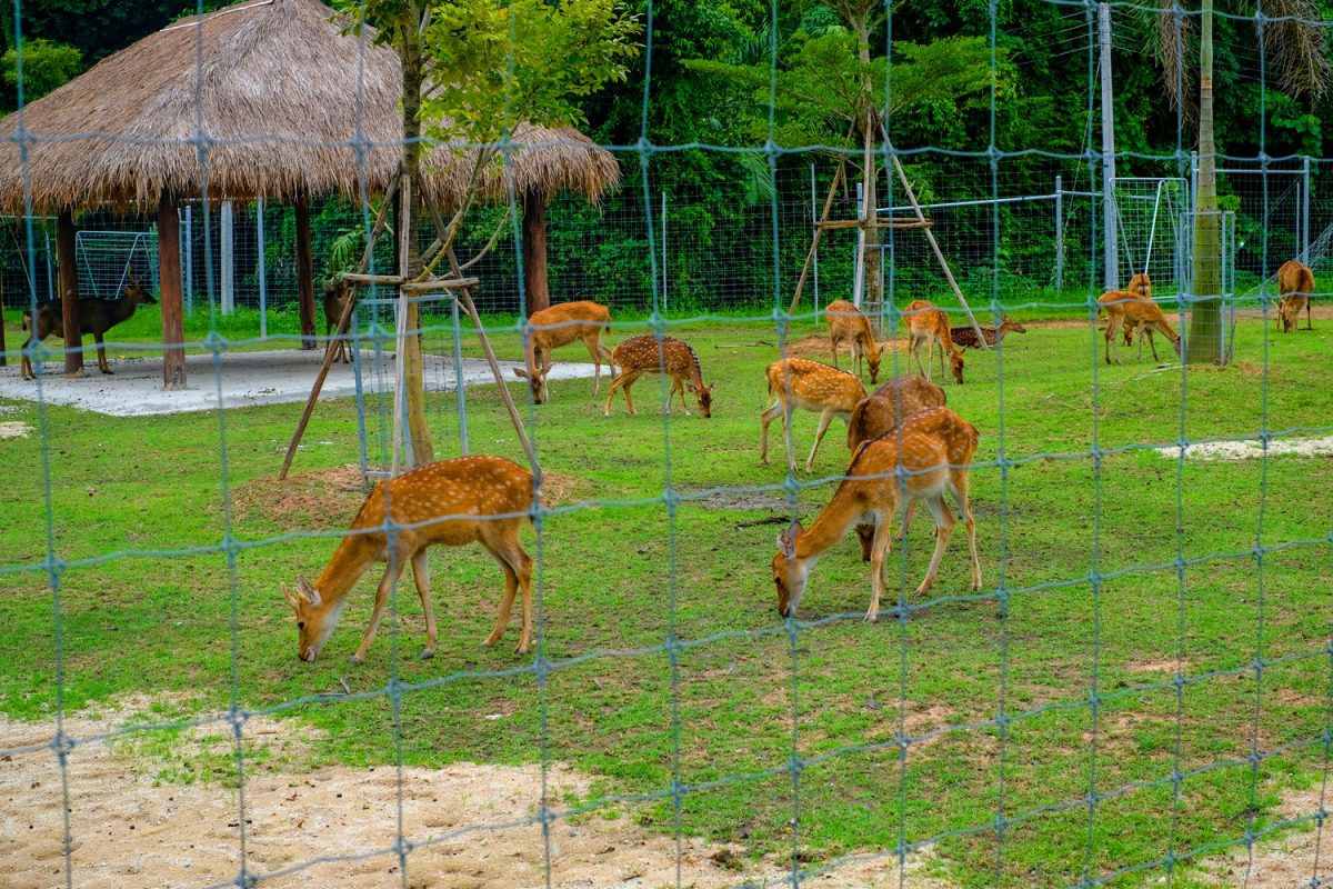 Brown deer in green plastic mesh fence

