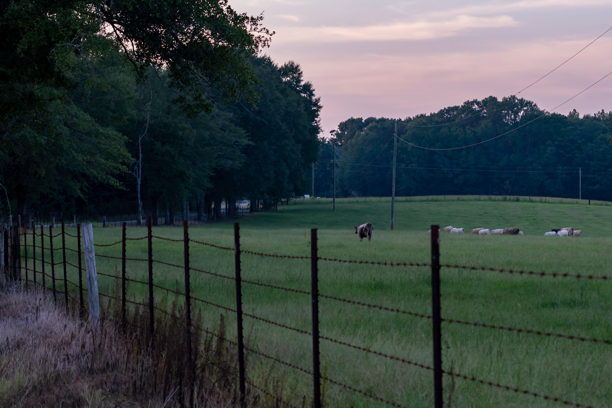 Commercial crossbred beef cattle in a summer pasture at dusk with barbed wire fence out-of-focus in the foreground.

