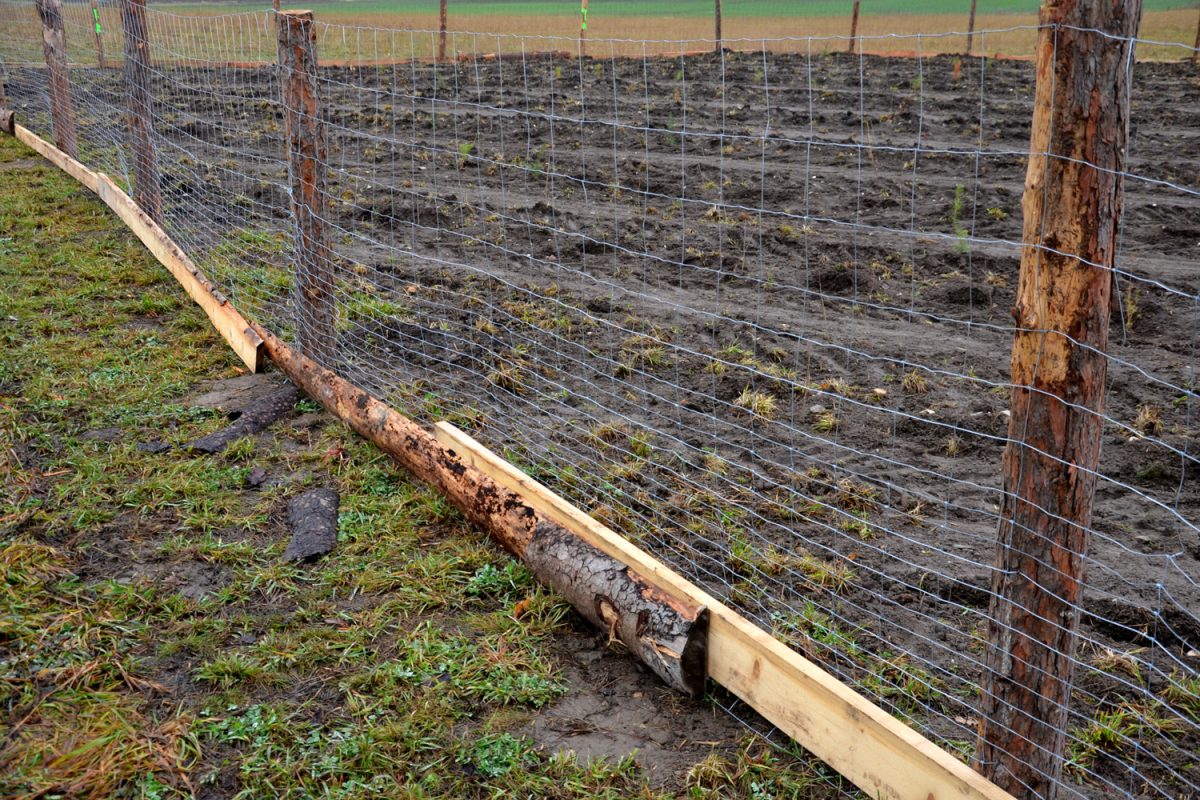 forestry fencing, roughly machined poles on which wire mesh is screwed. cheap galvanized mesh protects against deer and hares. items and screws fasten the mesh, biocorridor, dig up

