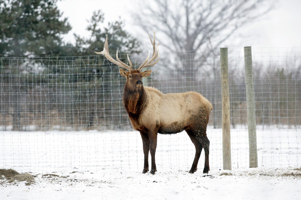 Male elk standing in the snow on elk farm in Goodells, Mi in the winter.

