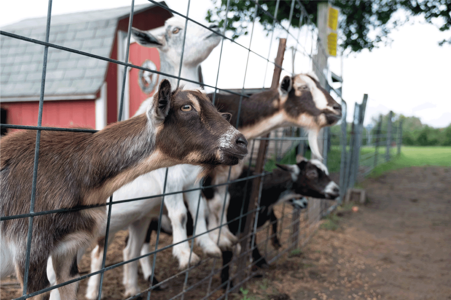 Three domestic goats behind the fence waiting for food