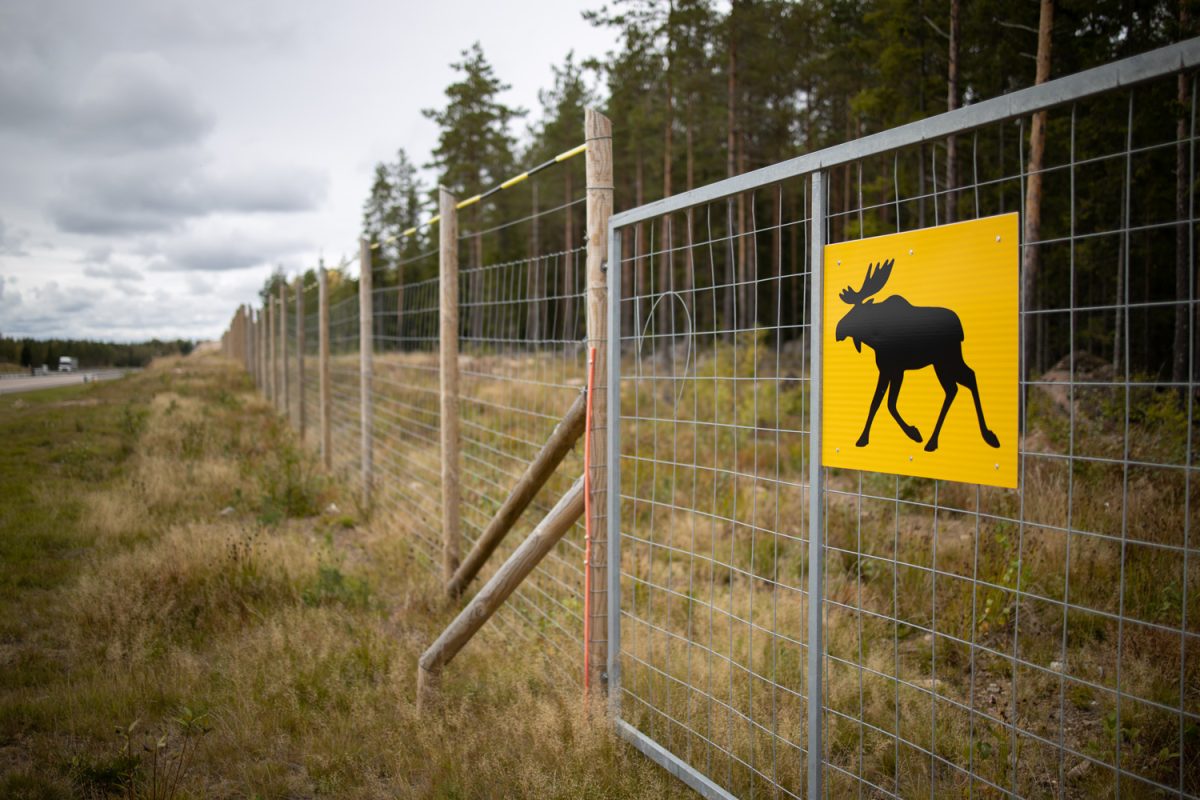 Warning sign with an image of a moose on a fence along a highway in focus, blurred background


