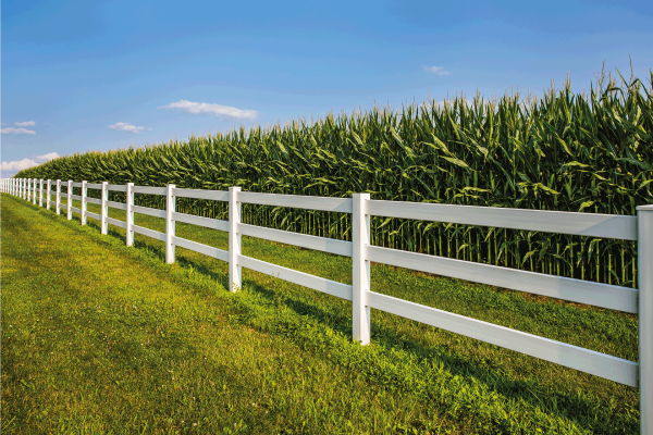 White rail fence leading along cornfield and deep blue sky. How Tall Are Split Rail Fences [Inclding 2, 3, & 4 Rail Heights]