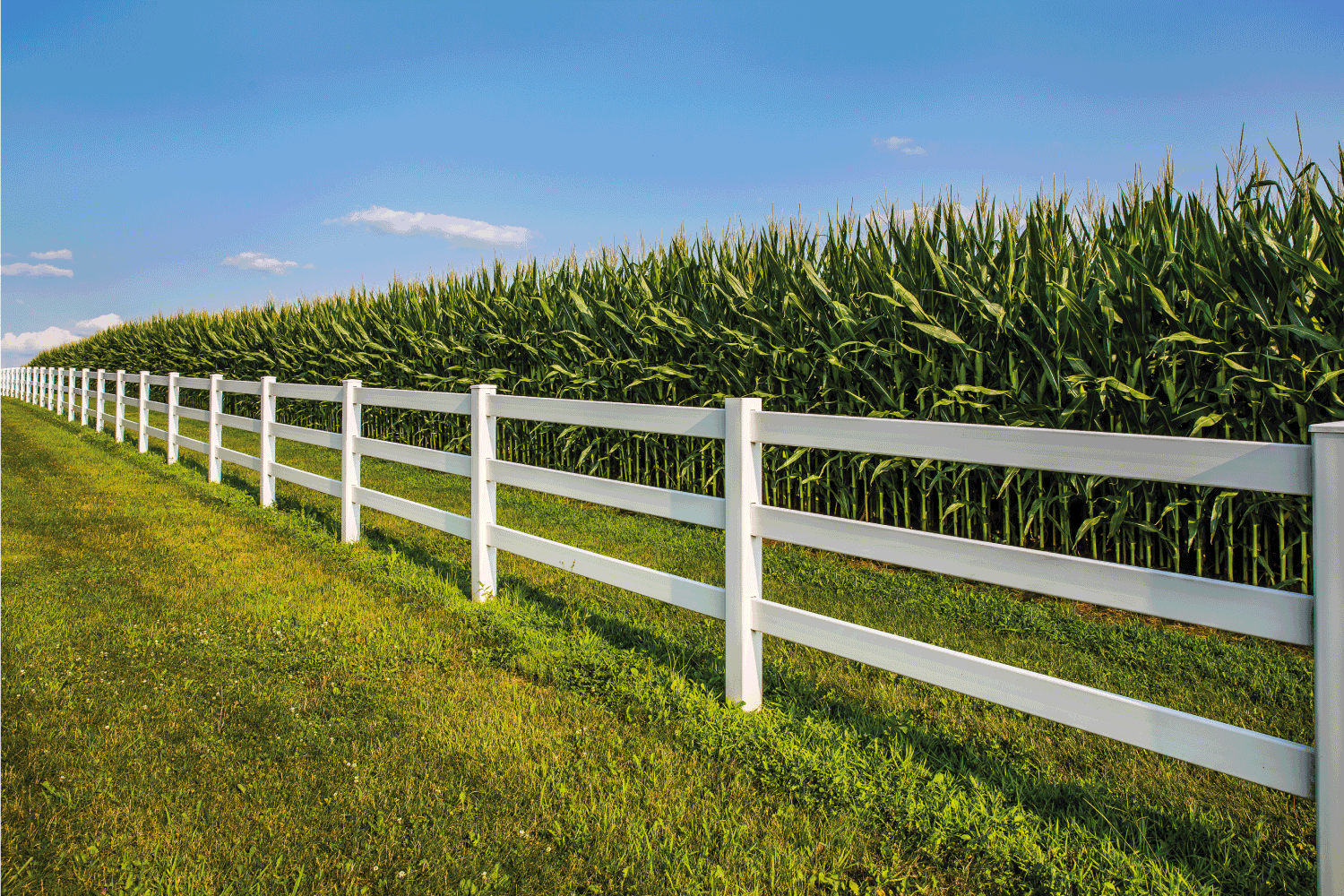 White rail fence leading along cornfield and deep blue sky.