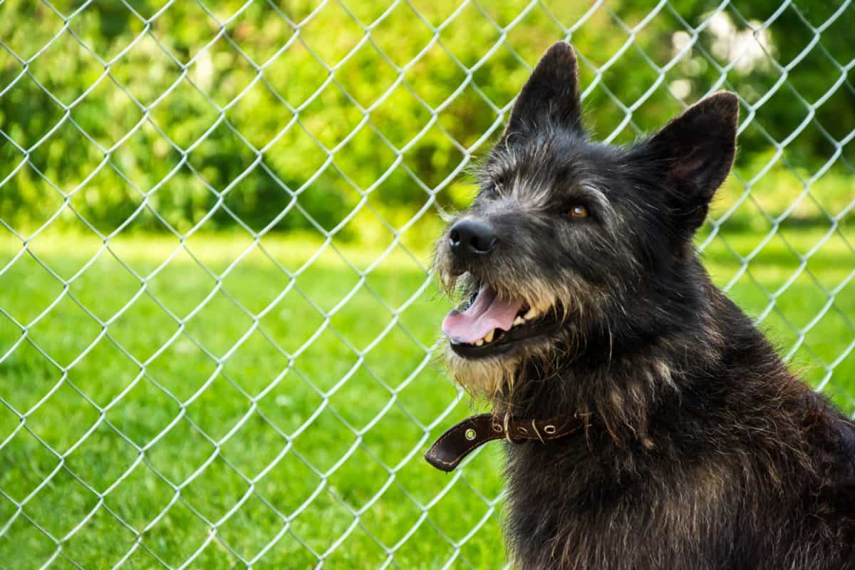 beautiful portrait of a shaggy black dog in a collar with an open mouth on a green background with a mesh fence
