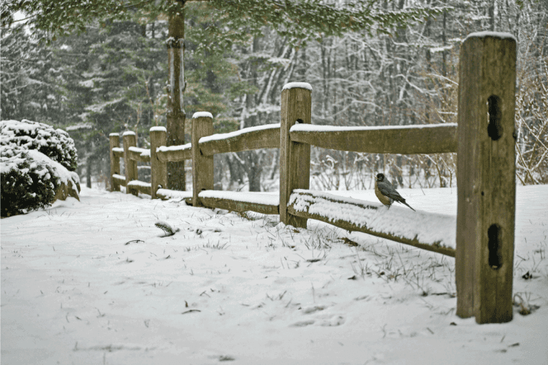 robin on split rail fence in winter. Do You Need To Cement Split Rail Fence Posts
